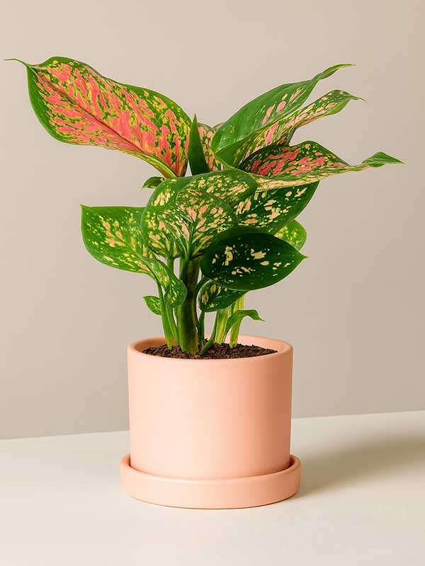 Aglaonema Pink (Aglaonema commutatum)