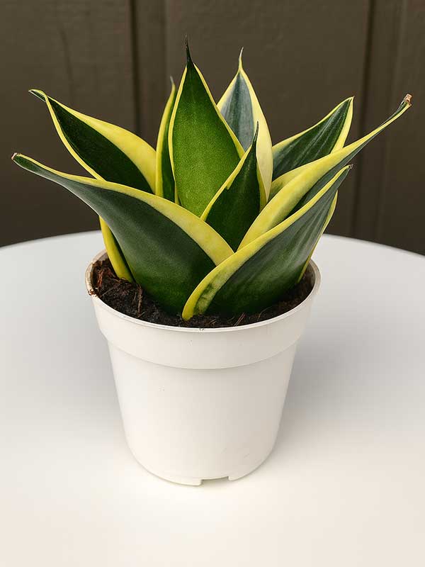 Milt Sansevieria (Sansevieria trifasciata)