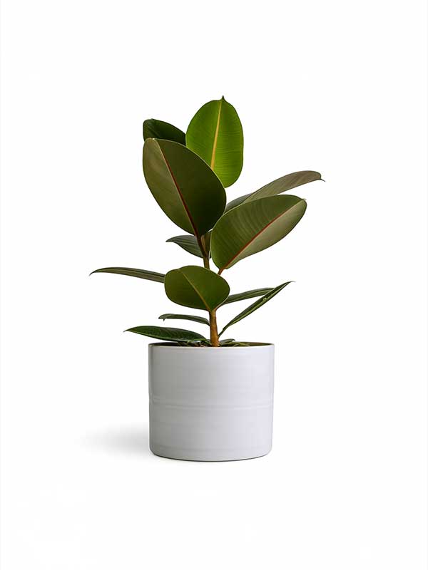 Rubber Plant (Ficus elastica)