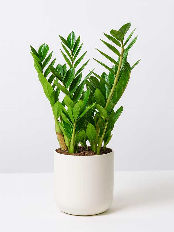 ZZ Plant (Zamioculcas zamiifolia)
