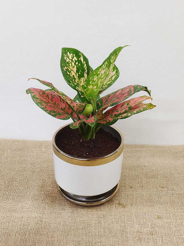 Aglaonema Pink