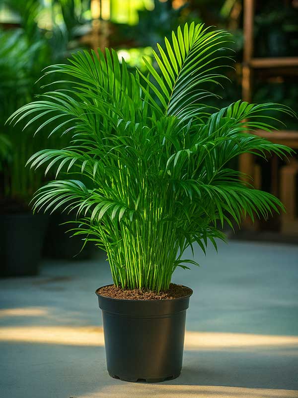 Areca Palm