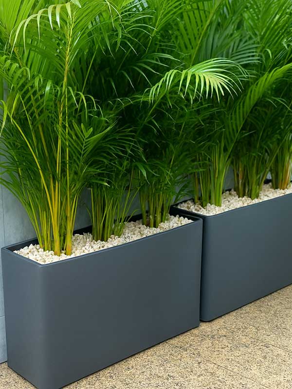 Areca Palm
