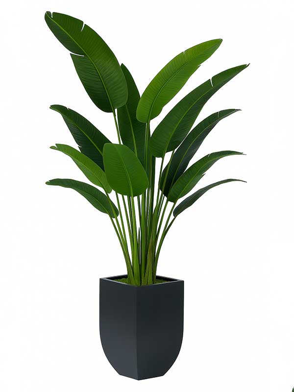 Bird of Paradise (BOP) Plant