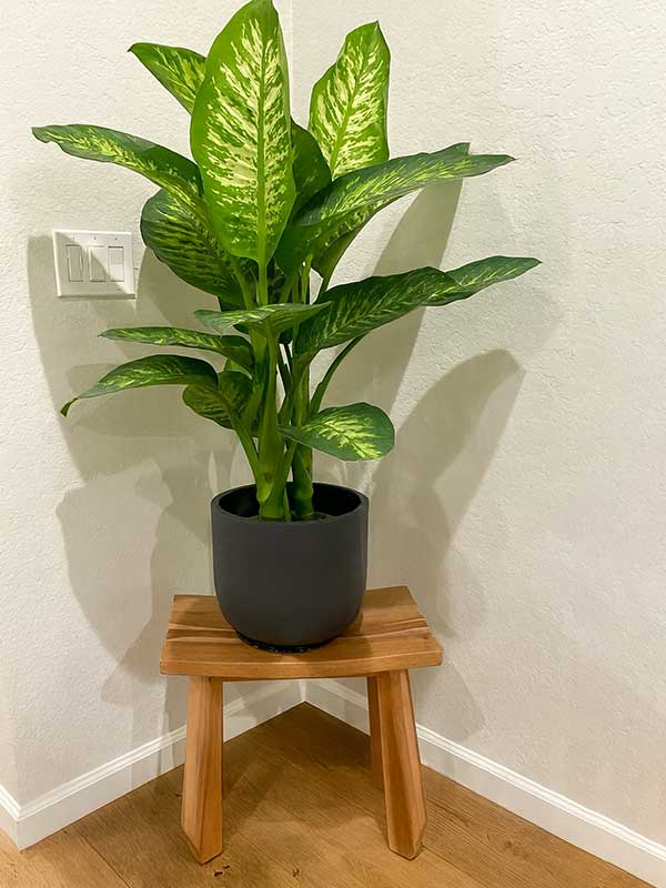 Dieffenbachia (Cumb Cane)