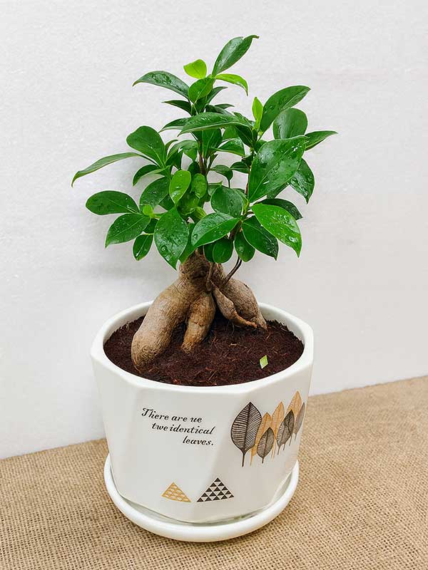 Ficus Microcarpa (Bonsai)