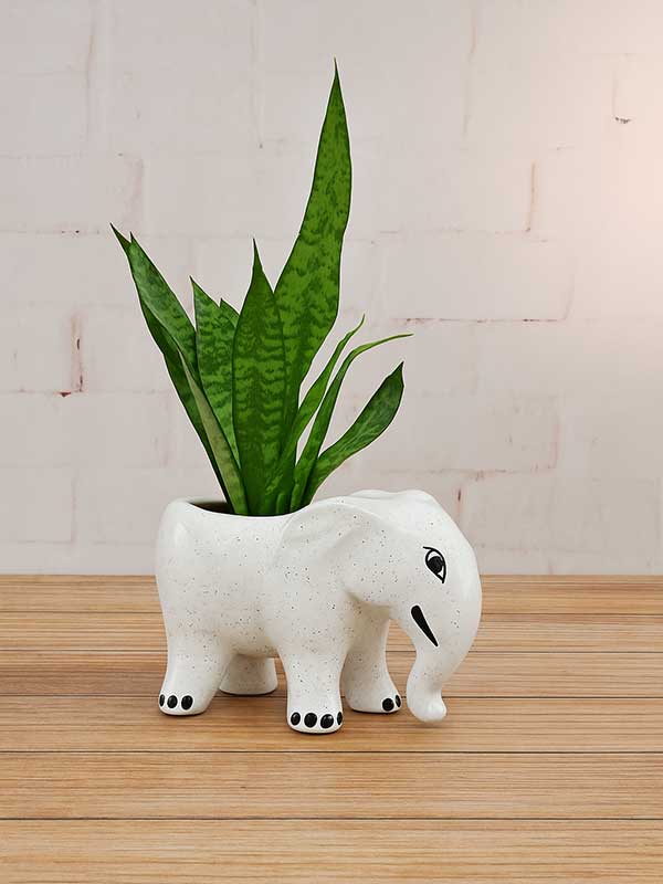 Green Sansevieria Plant