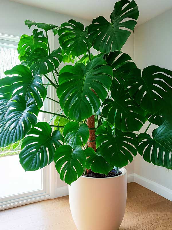 Monstera Plant
