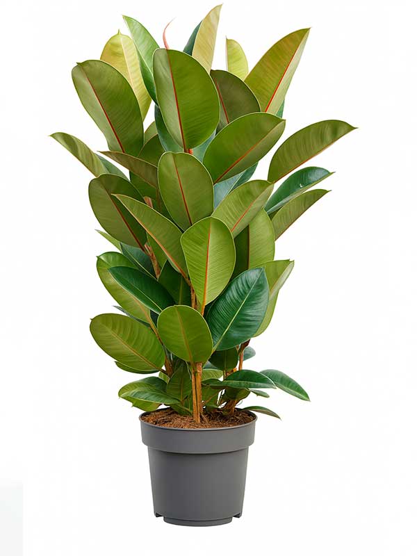Rubber Plant