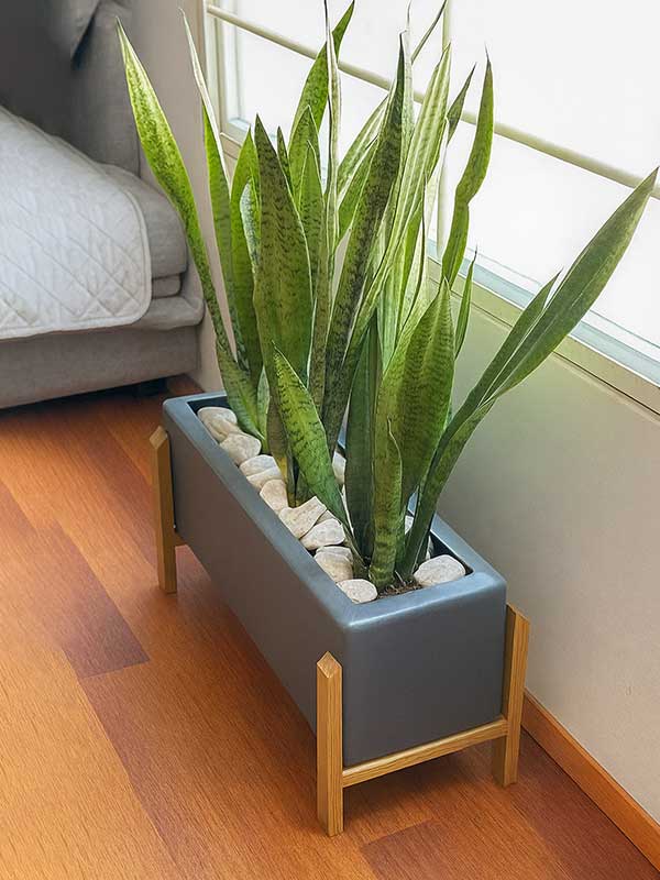Snake Plant