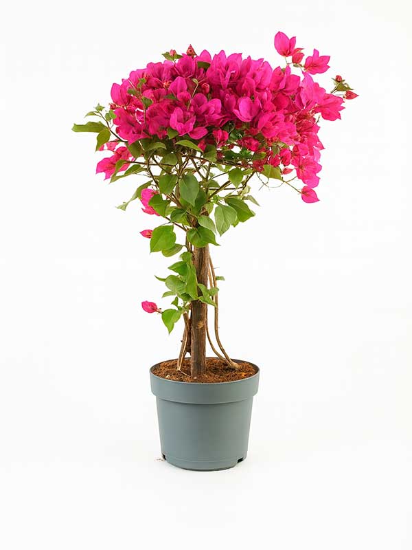 Bougainvillea Plant