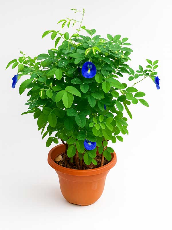 Gokarna Blue Plant