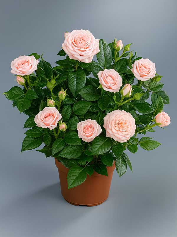 Pink Rose Plant