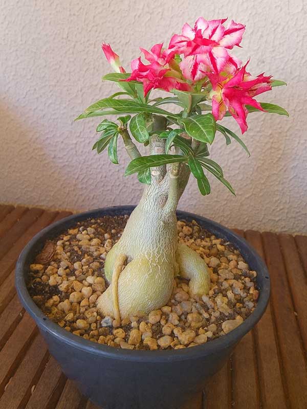 Adenium (Desert Rose)
