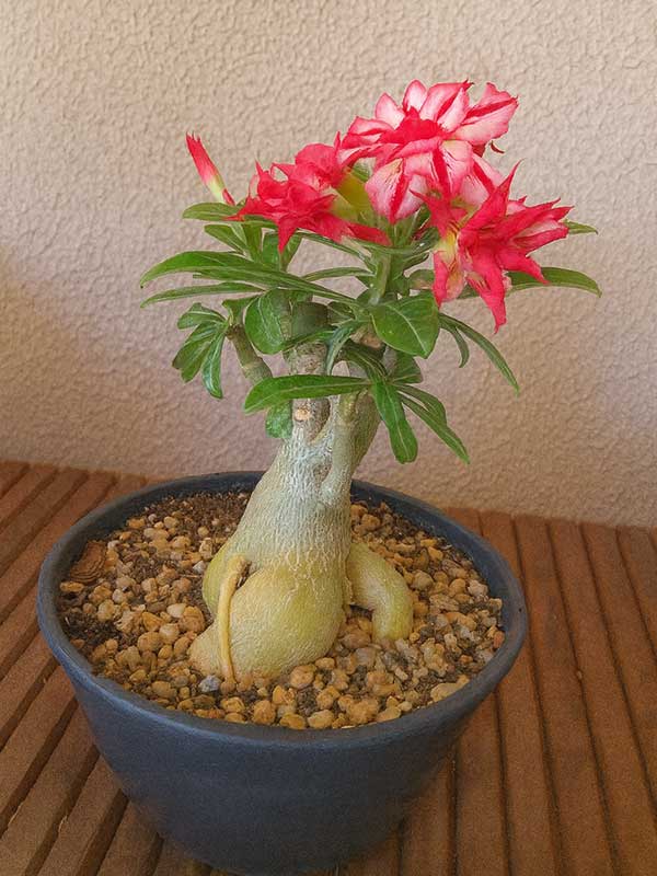 Adenium