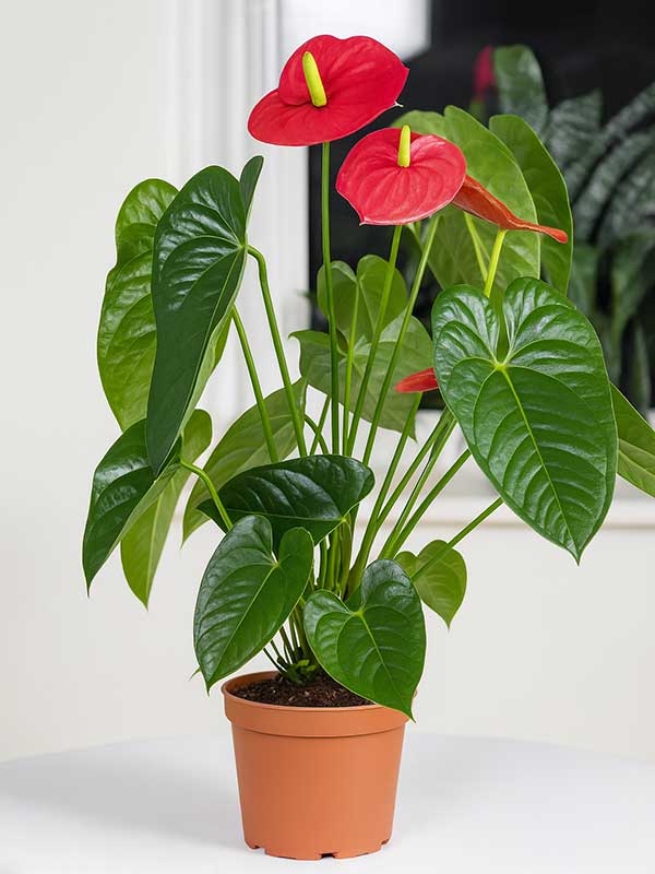 Anthurium Plant