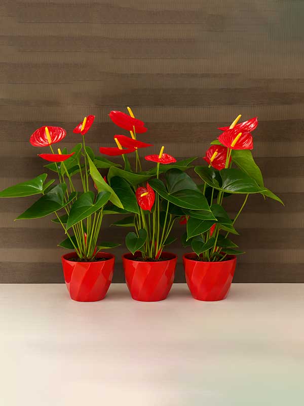 Anthurium Plant