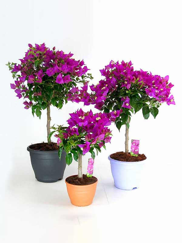 Bougainvillea Plant
