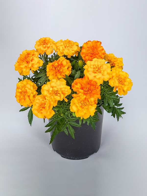Marigold Plant