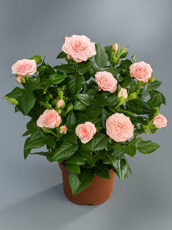 Pink Rose Plant
