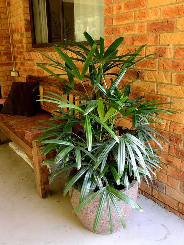 Lady Palm Plant
