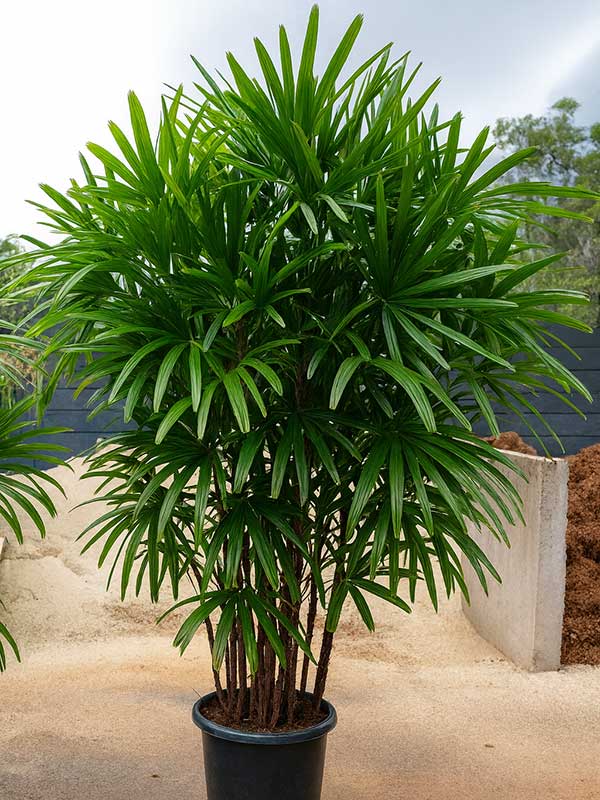Lady Palm Plant