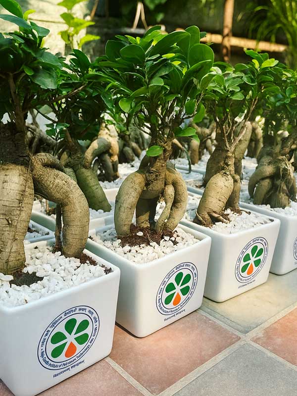 Ficus Bonsai Plant